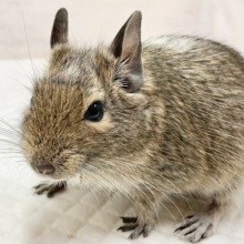 最新画像！デグー（パイド）　女の子　ごはん大好き♪元気いっぱいな子です！