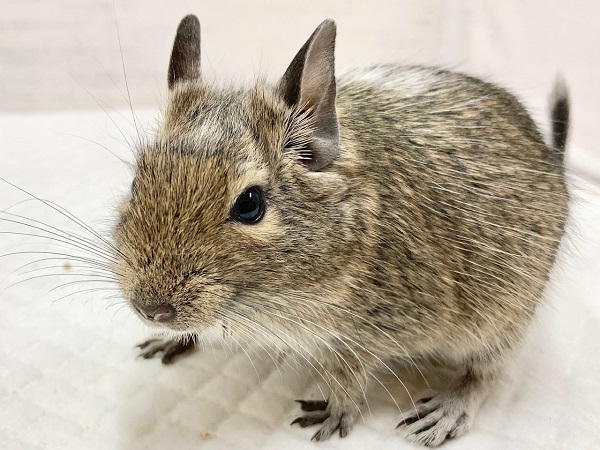 最新画像！デグー（パイド）　女の子　ごはん大好き♪元気いっぱいな子です！