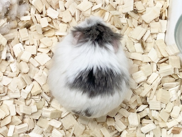 最新画像!ロボロフスキーハムスター(ブルーパイド) マイペースな女の子です♪ ロボロフスキーハムスター