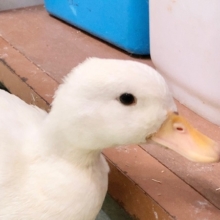 最新画像！⭐️モチモチ✨⭐︎コールダック　女の子