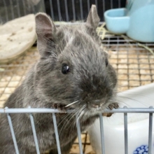 最新画像！デグー（バイオレット）　女の子　カキカキできるようになりました♪