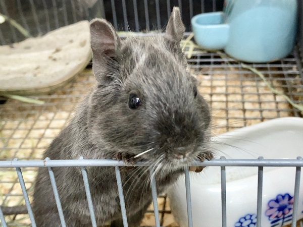 最新画像!デグー(バイオレット) 女の子 カキカキできるようになりました♪ 最新画像!デグー(バイオレット) 女の子 カキカキできるようになりました♪