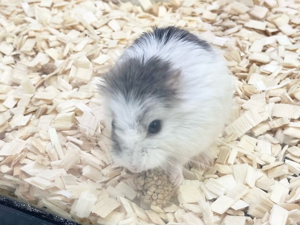 ロボロフスキーハムスター