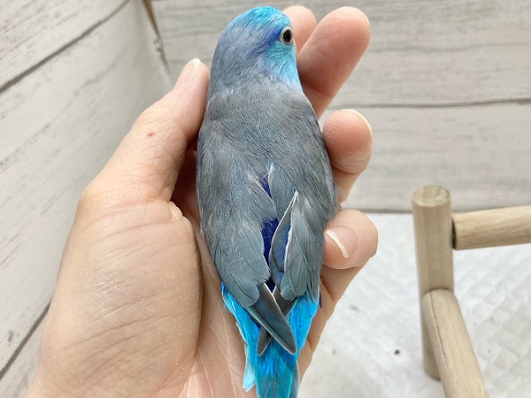 最新画像!ブルーの小さい人気者💙🎶 マメルリハ(ブルー) 男の子 マメルリハ