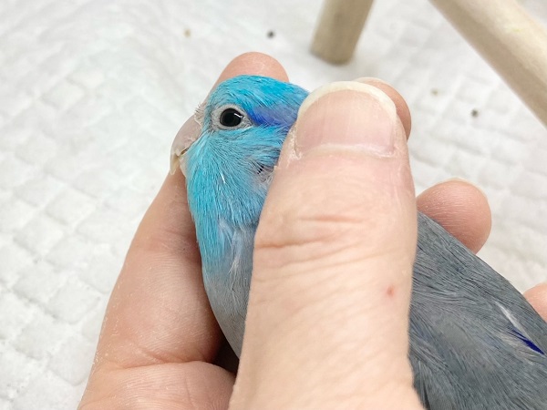 最新画像!ブルーの小さい人気者💙🎶 マメルリハ(ブルー) 男の子 マメルリハ
