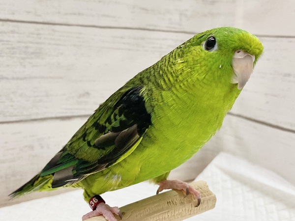 サザナミインコ