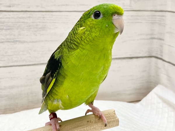 サザナミインコ