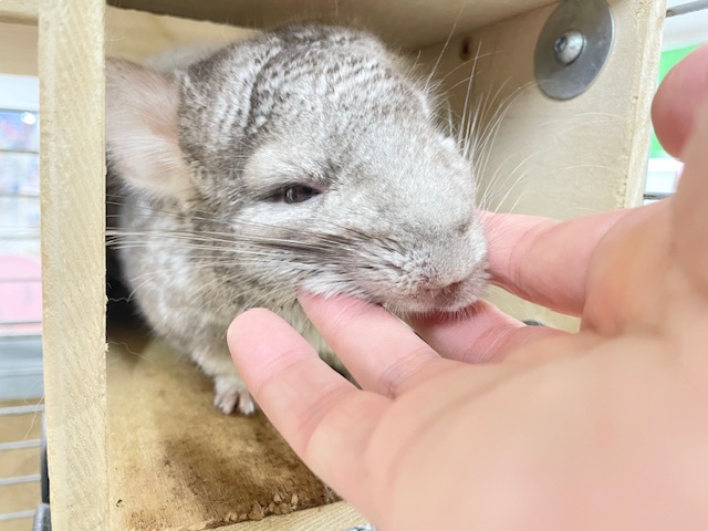 なでなで大好き☆もっちもちわらび餅ちゃん☆　シナモンカラーのチンチラちゃん♪