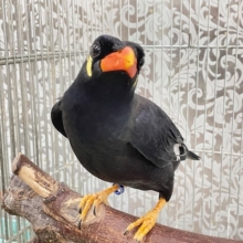 久々に九官鳥がやってきましたよ～⚡⚡⚡⚡