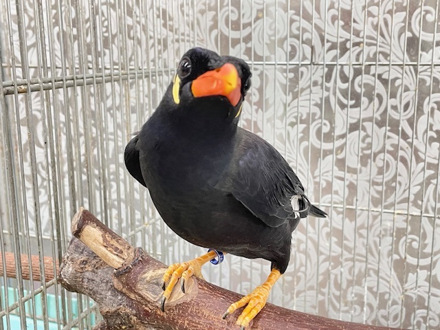 久々に九官鳥がやってきましたよ～⚡⚡⚡⚡