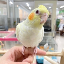 ルチノーカラーのオカメちゃん💛💛💛　オカメインコ