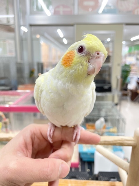 ルチノーカラーのオカメちゃん💛💛💛　オカメインコ