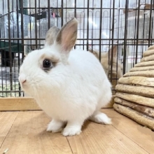 好奇心旺盛✨✨✨　可愛いうさちゃんがやってきましたよ～💙　ネザーランドドワーフ（ブロークン）