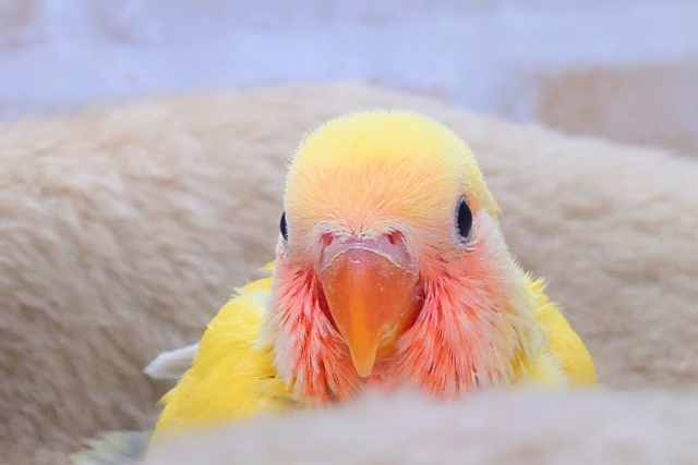 コザクラインコ（小桜インコ）