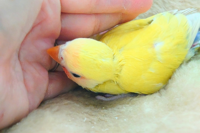 コザクラインコ（小桜インコ）