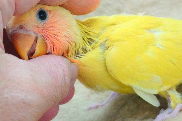 コザクラインコ（小桜インコ）