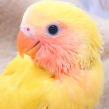 最新画像になります☆もぎたてフレッシュ🍒💛✴️　コザクラインコ（ゴールデンチェリー）
