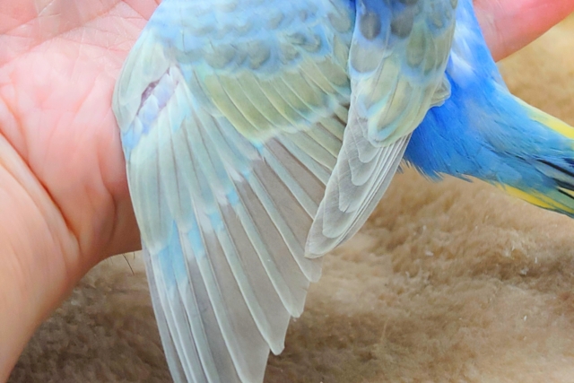 セキセイインコ