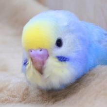 最新画像になります☆　大人気のカラフルレインボー🌈✨　セキセイインコ（パステルレインボー）