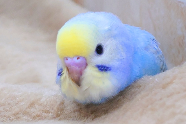 最新画像になります☆　大人気のカラフルレインボー🌈✨　セキセイインコ（パステルレインボー）