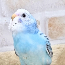 最新画像になります☆嬉しさ、あふれる～❄️✨✨　セキセイインコ（オパーリン）