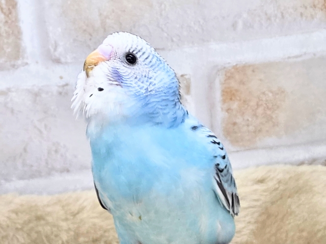最新画像になります☆嬉しさ、あふれる～❄️✨✨　セキセイインコ（オパーリン）
