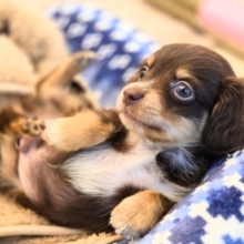 はぁ～～。。。♡ﾄﾞｷﾄﾞｷする♬　ハーフわんこ　チワックス　男のコ～～