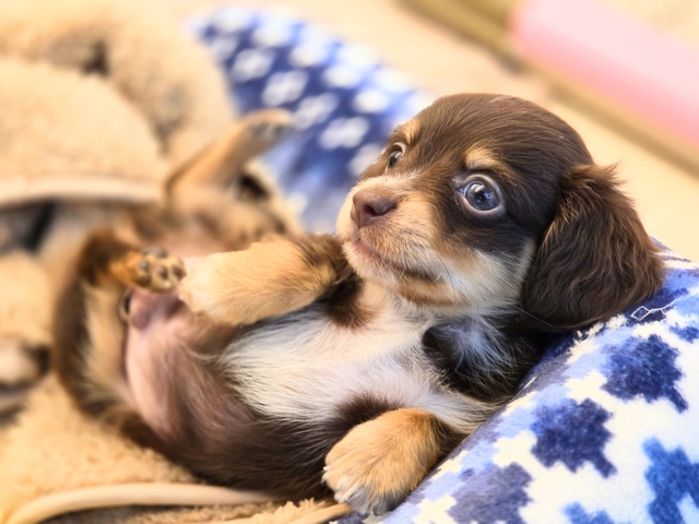 はぁ～～。。。♡ﾄﾞｷﾄﾞｷする♬　ハーフわんこ　チワックス　男のコ～～