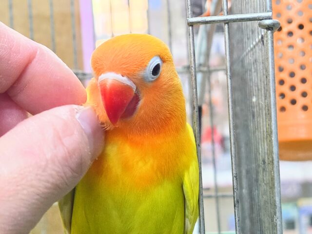 ヤマブキボタンインコ