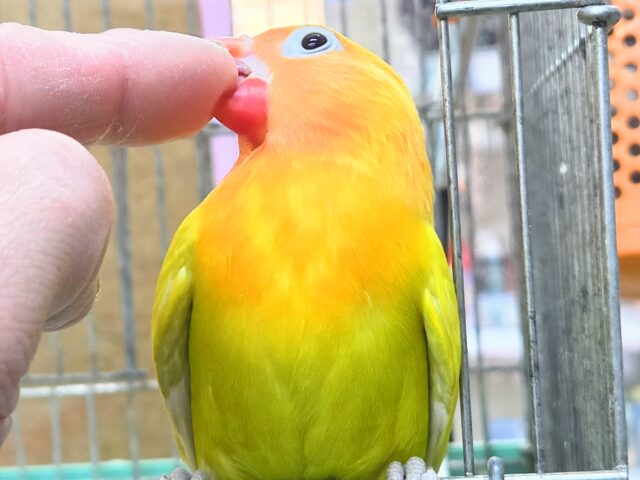 ヤマブキボタンインコ