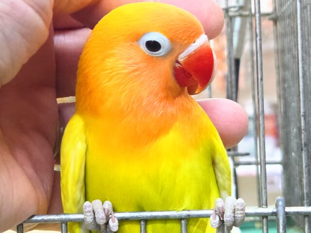 ヤマブキボタンインコ