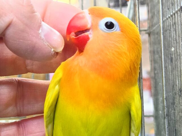 ヤマブキボタンインコ