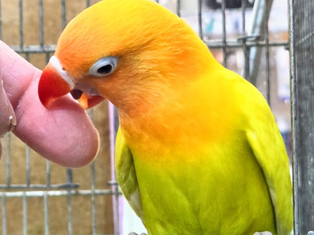 ヤマブキボタンインコ