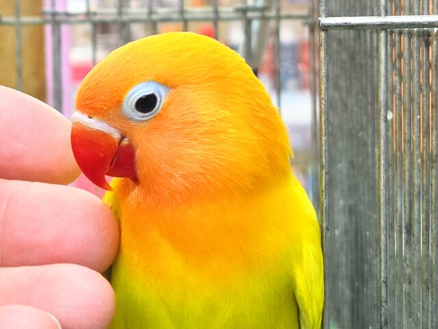 ヤマブキボタンインコ