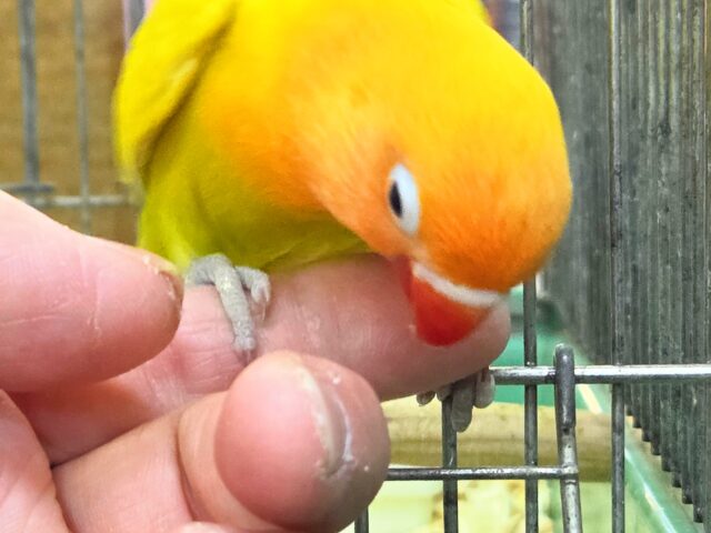 ヤマブキボタンインコ