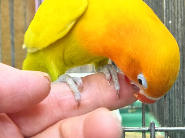 ヤマブキボタンインコ