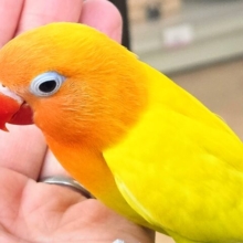 最新画像になります☆太陽サンサン☀️☀️☀️　ヤマブキボタンインコ（イエロー）