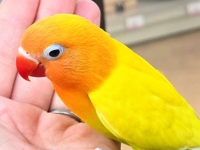 最新画像になります☆太陽サンサン☀️☀️☀️　ヤマブキボタンインコ（イエロー）