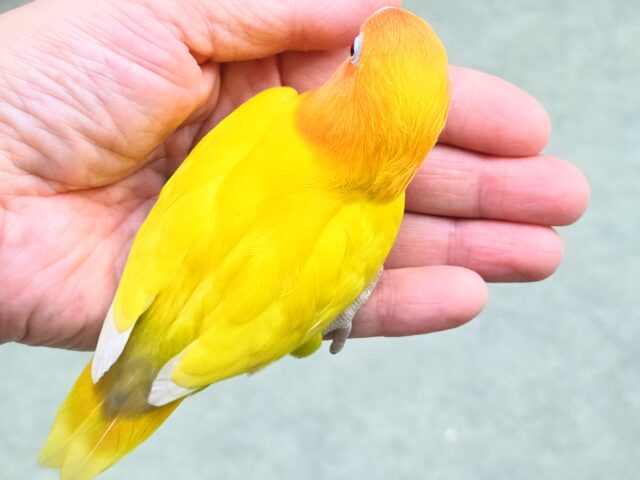 ヤマブキボタンインコ