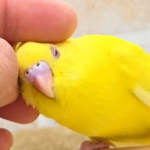 最新画像になります☆ハッピーイエロー💛🌼🎉　セキセイインコ（ルチノー）