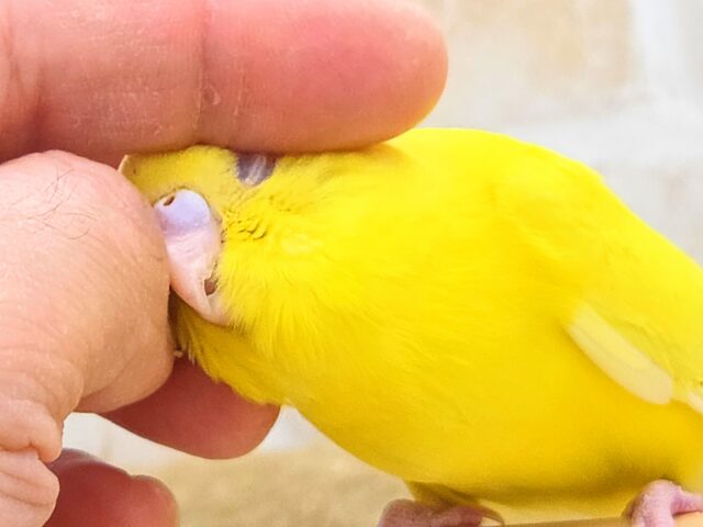 セキセイインコ