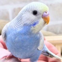 最新画像になります☆ごきげんよろしくて？？麗しカラー💎✨　セキセイインコ（色変わり）