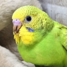 最新画像になります☆甘えるしあわせグリーン🍀🌟　セキセイインコ（スパングル）