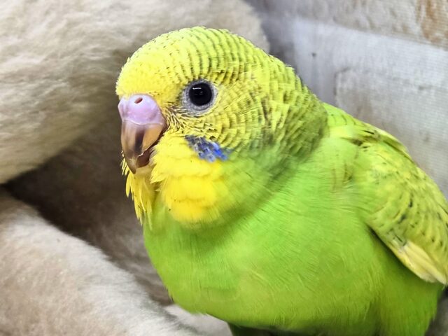 最新画像になります☆甘えるしあわせグリーン🍀🌟　セキセイインコ（スパングル）
