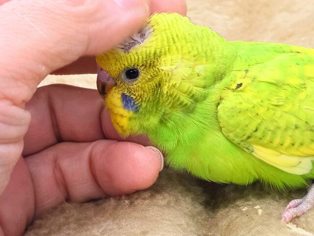 セキセイインコ