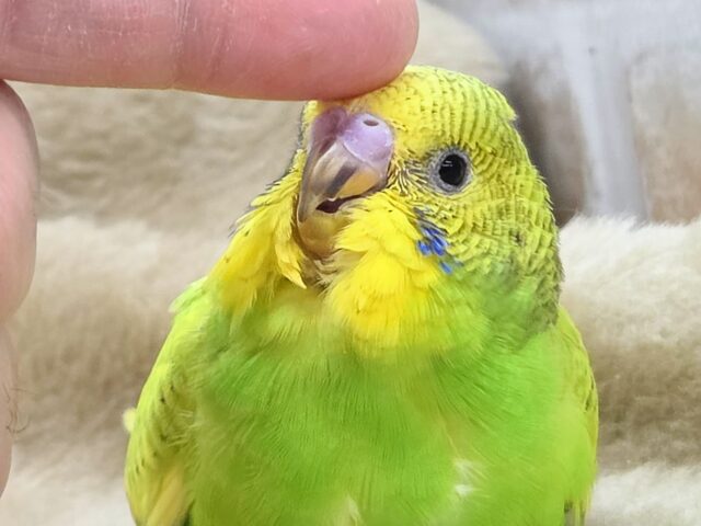 セキセイインコ