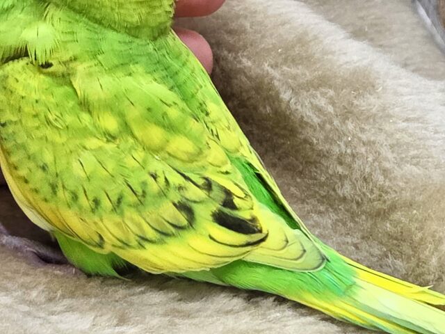 セキセイインコ