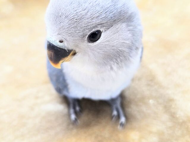 最新画像になります☆魅惑のムラサキ💜　コザクラインコ（バイオレット）