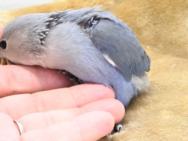 コザクラインコ（小桜インコ）