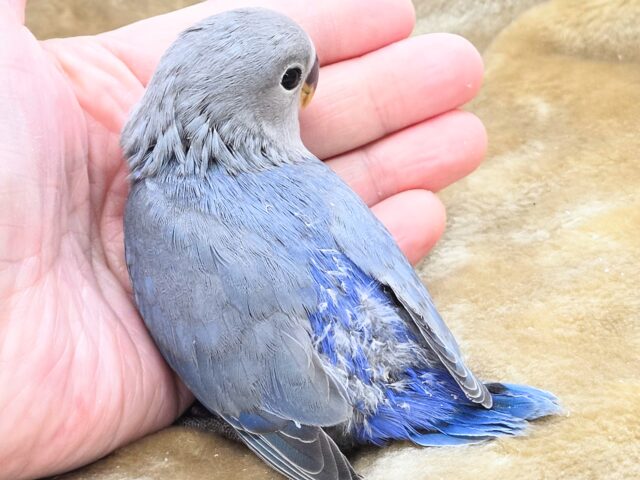 最新画像になります☆魅惑のムラサキ💜 コザクラインコ(バイオレット) コザクラインコ(小桜インコ)